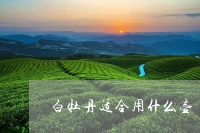 白牡丹适合用什么壶/2023091379674