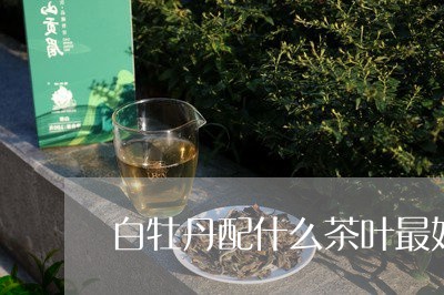 白牡丹配什么茶叶最好喝/2023092339695