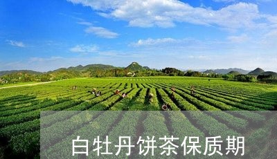 白牡丹饼茶保质期/2023090608272