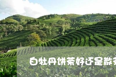 白牡丹饼茶好还是散茶好/2023092240583