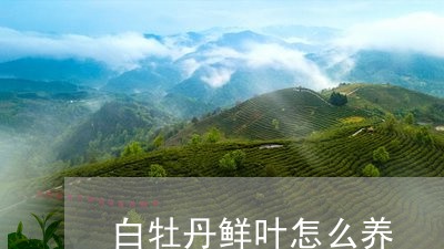 白牡丹鲜叶怎么养/2023090609480