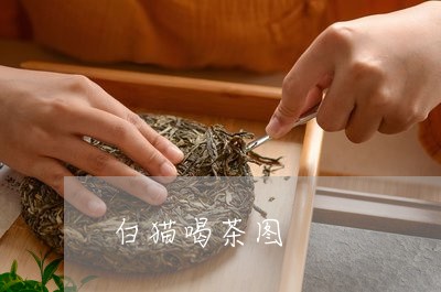 白猫喝茶图/2023041777010