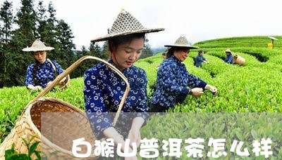 白猴山普洱茶怎么样/2023071030726