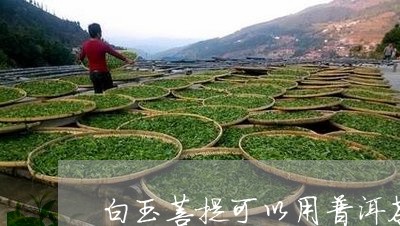 白玉菩提可以用普洱茶煮吗/2023110206139