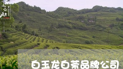 白玉龙白茶品牌公司/2023072278374