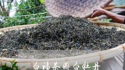 白福茶鼎白牡丹/2023112324926