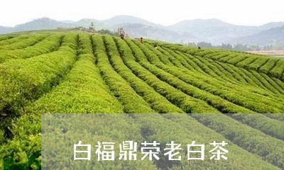 白福鼎荣老白茶/2023060347351