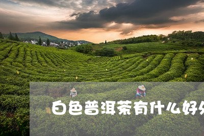 白色普洱茶有什么好处/2023080182714