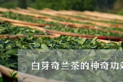 白芽奇兰茶的神奇功效/2023071542754