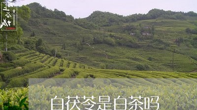 白茯苓是白茶吗/2023060369493