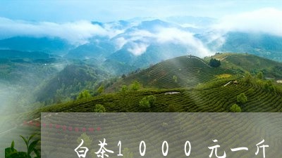 白茶1000元一斤/2023071403027