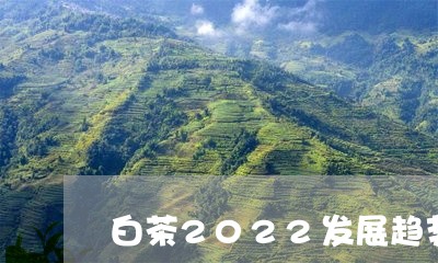 白茶2022发展趋势/2023092785240