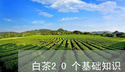 白茶20个基础知识/2023121531604