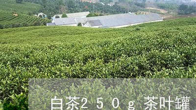 白茶250g茶叶罐/2023071382514