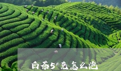 白茶5克怎么泡/2023070139381