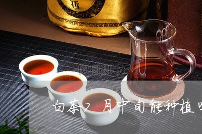 白茶7月中旬能种植吗/2023092739270