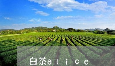 白茶alice/2023060332736