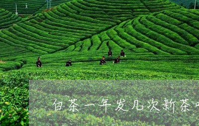 白茶一年发几次新茶叶啊/2023102893715