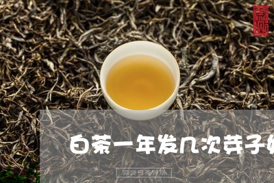 白茶一年发几次芽子好吗/2023102885825