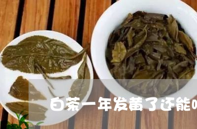 白茶一年发黄了还能喝吗/2023102817293