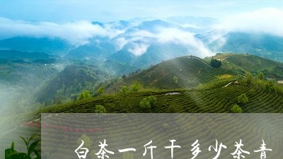 白茶一斤干多少茶青/2023072284717