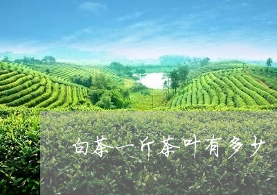 白茶一斤茶叶有多少/2023072260726