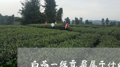 白茶一级贡眉属于什么档次/2023062989594