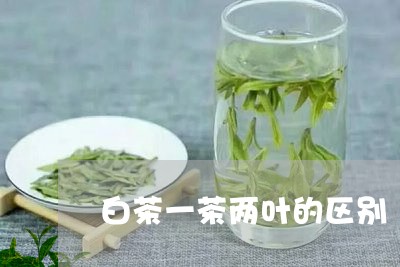 白茶一茶两叶的区别/2023082151483