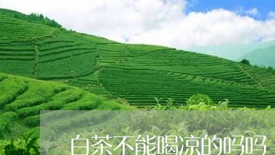 白茶不能喝凉的吗吗/2023072254160