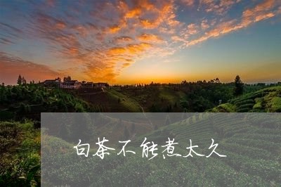 白茶不能煮太久/2023060361917