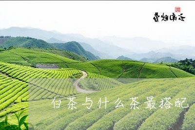 白茶与什么茶最搭配/2023072134937