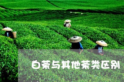 白茶与其他茶类区别/2023072114260