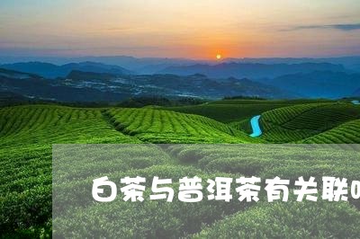 白茶与普洱茶有关联吗/2023062248615