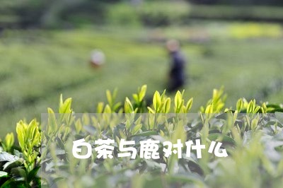 白茶与鹿对什么/2023060385057