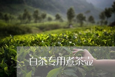 白茶专用煮茶壶/2023060456039