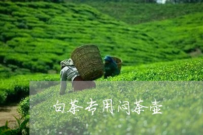 白茶专用闷茶壶/2023060335837