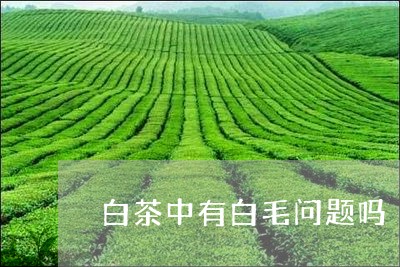 白茶中有白毛问题吗/2023072289370