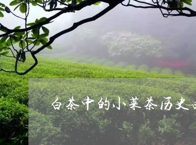 白茶中的小菜茶历史由来/2023102888594