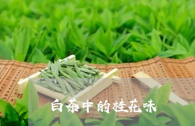 白茶中的桂花味/2023060353714