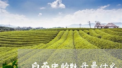 白茶中的牡丹是什么/2023072247371