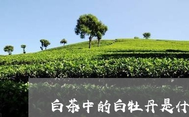 白茶中的白牡丹是什么样/2023092284927