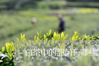 白茶中的细菌有哪些菌群/2023102801936