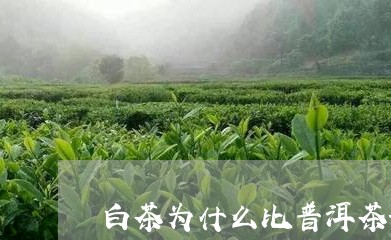 白茶为什么比普洱茶好/2023092915938