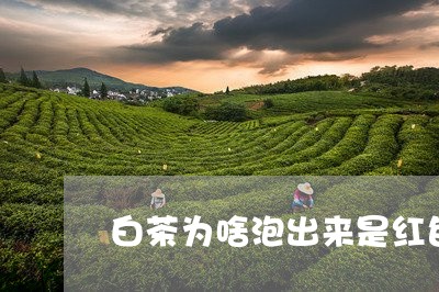 白茶为啥泡出来是红色的/2023102842795