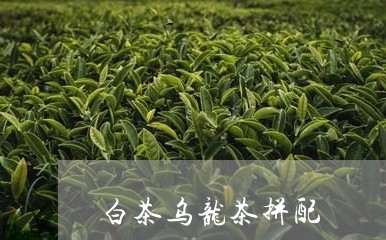 白茶乌龙茶拼配/2023060324037