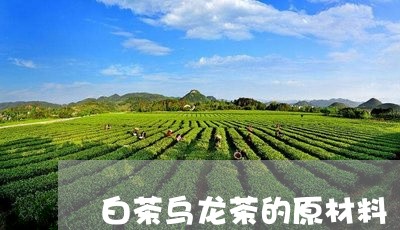 白茶乌龙茶的原材料/2023072257481