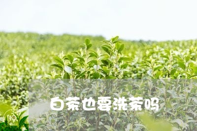 白茶也要洗茶吗/2023060380475