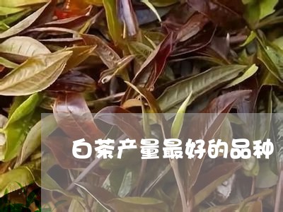 白茶产量最好的品种/2023072118462