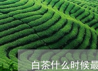 白茶什么时候最香好喝的/2023102852714