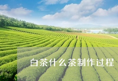 白茶什么茶制作过程/2023072147169